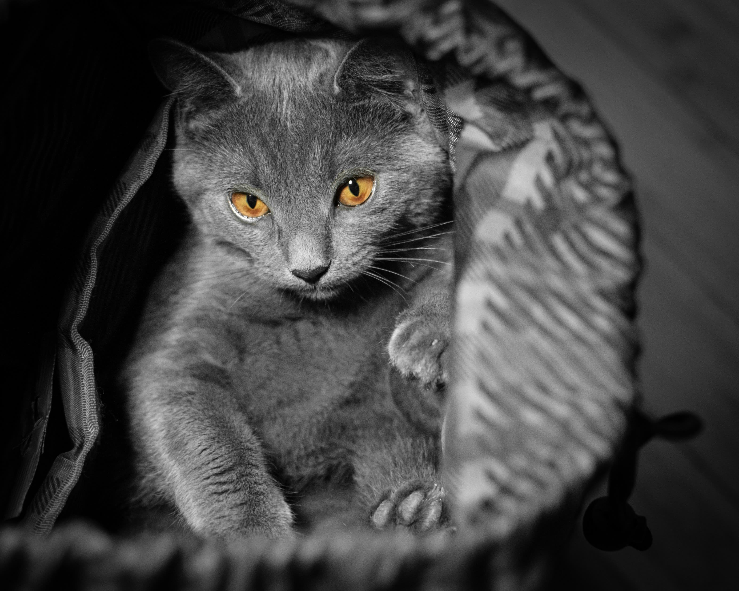 Checklista: Vad du behöver hemma innan katten flyttar in