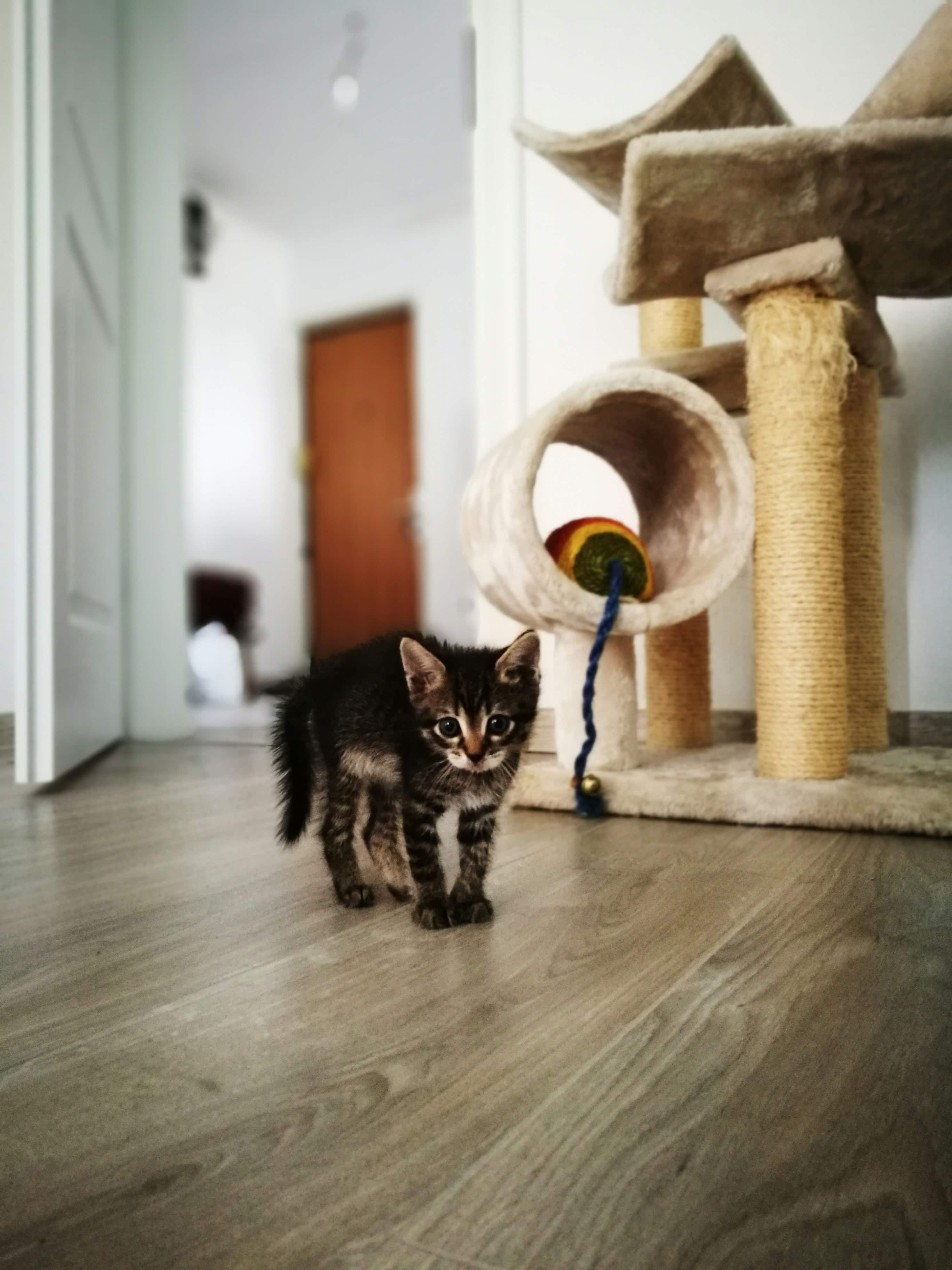 Så håller du din katt stimulerad