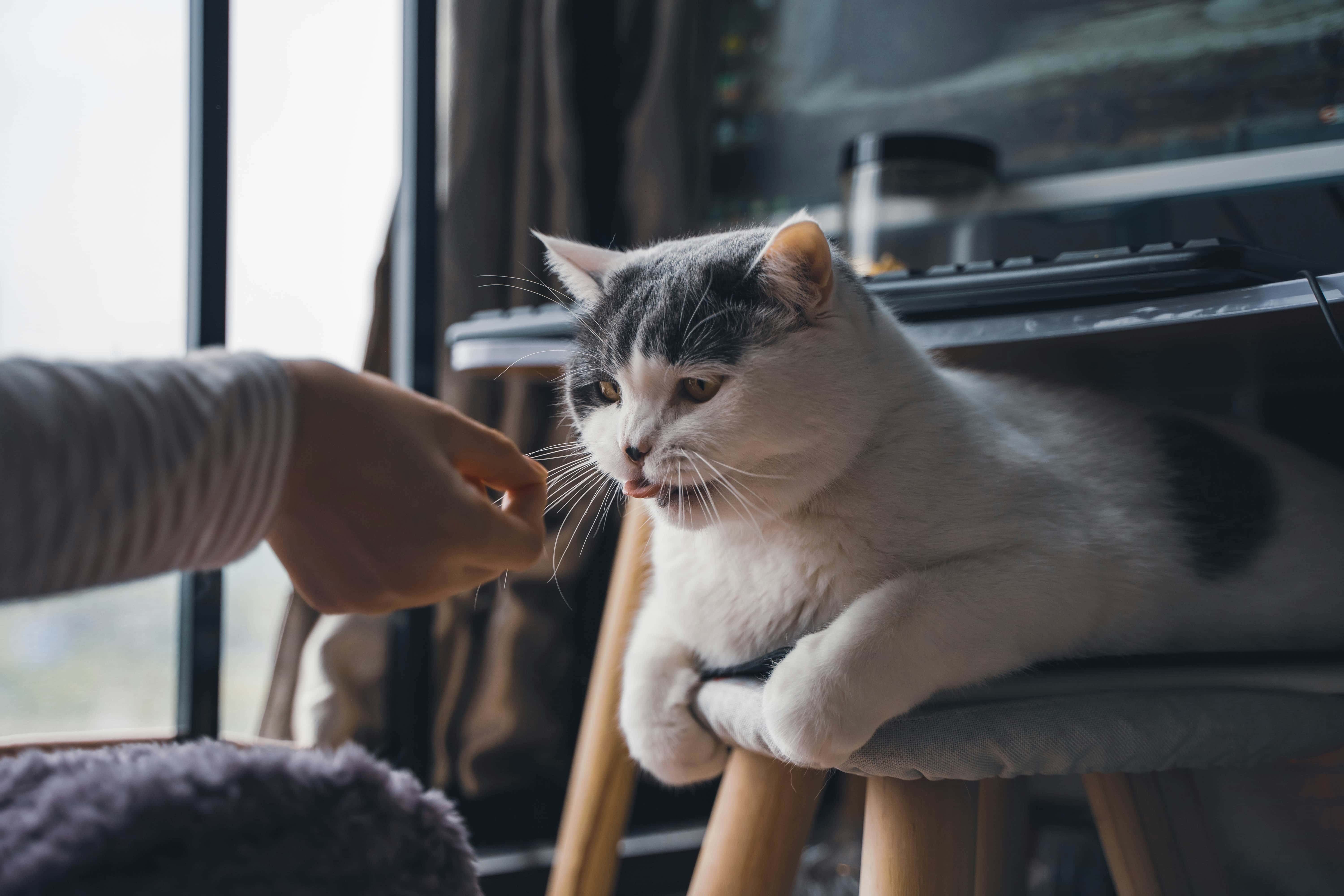 Person med katt