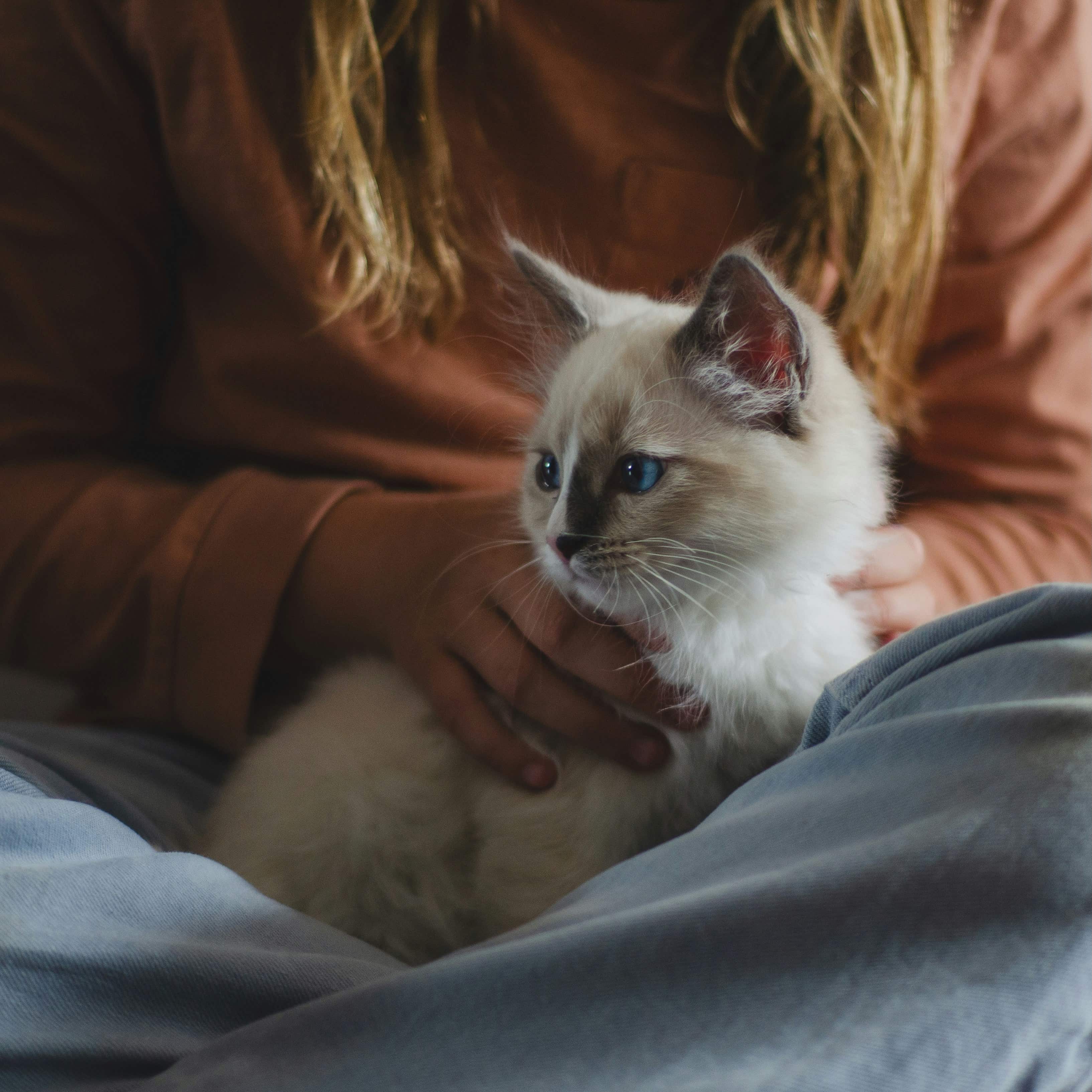 Interaktion mellan katt och ägare